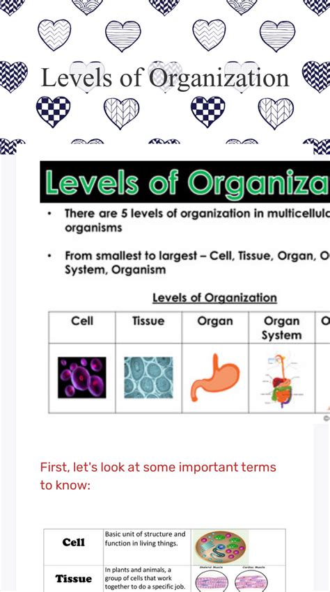 level of organization worksheet